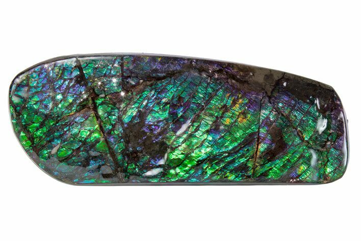 Flashy Ammolite (Fossil Ammonite Shell) - Greens & Purples #378479